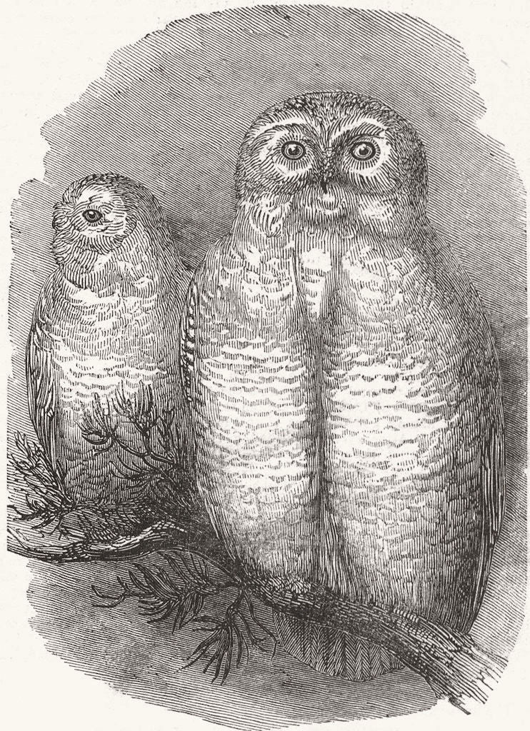 LONDON. Snowy owls, zoo 1844 old antique vintage print picture